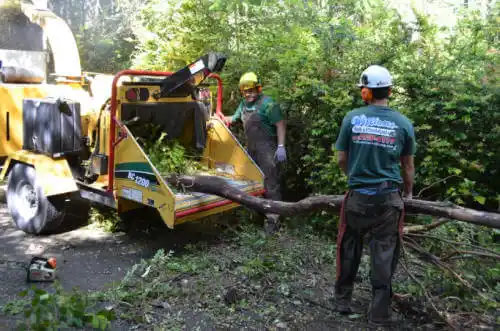 tree services Sunset